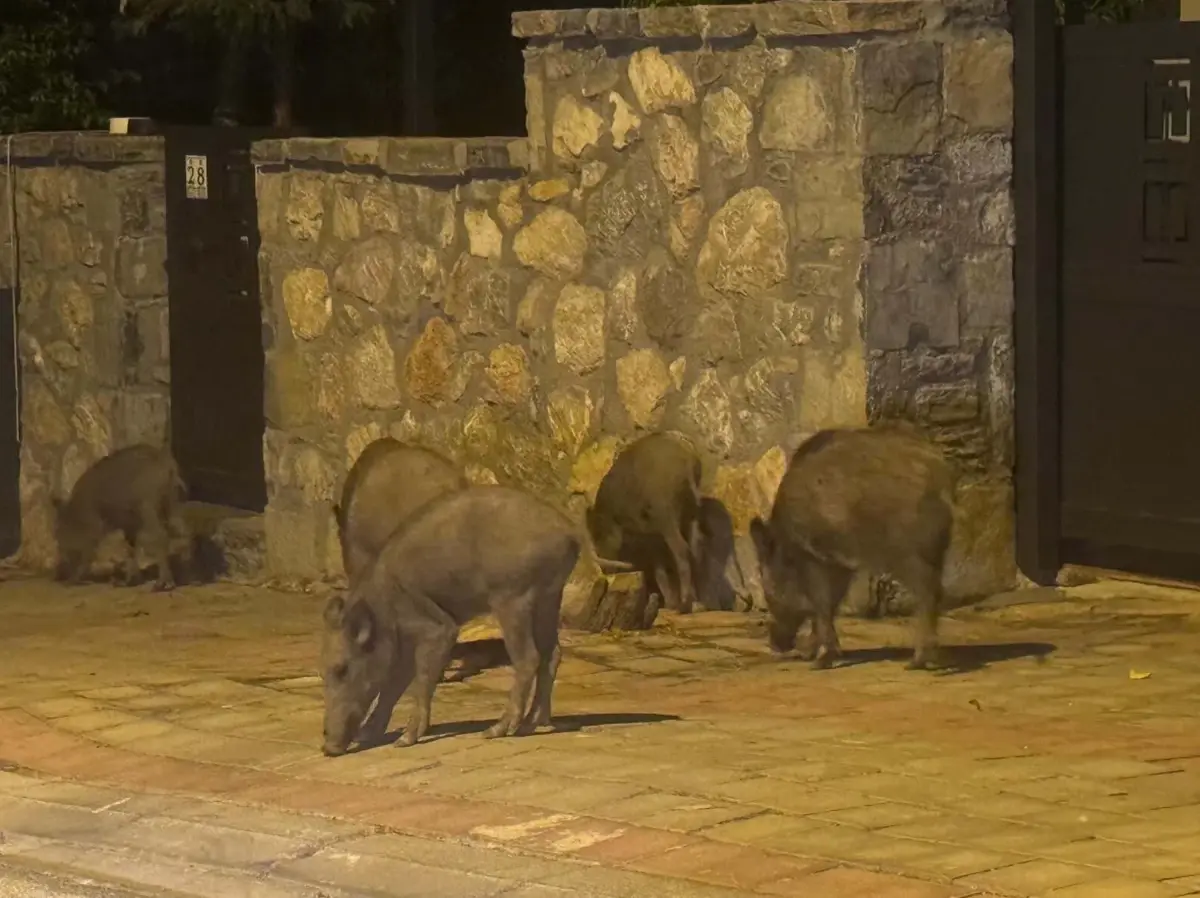 Bodrum’da Aç Kalan Domuzlar Şehre İndi