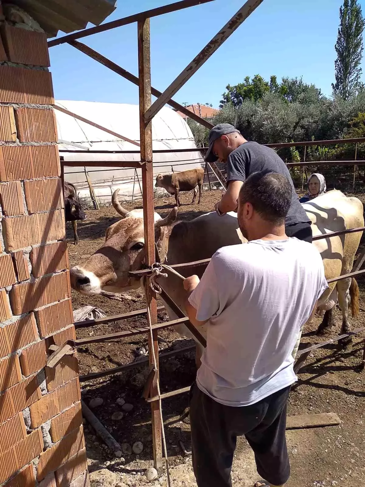 Ortaca’da Hayvan Sağlığına Yönelik Devam Eden Çalışmalar